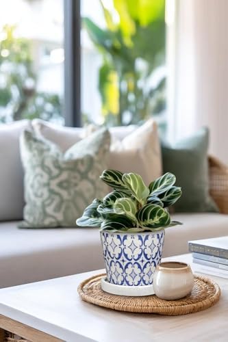 Small Ceramic Pots for Plants, 4.7 inch Blue and White Plant Pot Indoor with Drainage & Saucer Set of 3 Ceramic Planters for Indoor Plants Succulent Pot Decorative Flower Pots for Cactus, Orchid, Herb - Image 6