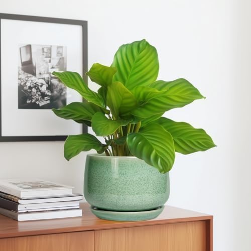 G EPGardening Ceramic Plant Pot - 7 Inch Ceramic Planter for Indoor Outdoor Plants, Flower Pot with Drainage Hole and Tray, Modern Round Planter, Plants Lovers Gifts, Home Garden Decor, Green - Image 5