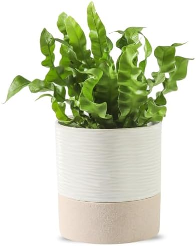 Nihow Ceramic Self Watering Plant Pot for Indoor Plants, 4.5 Inch by Nihow