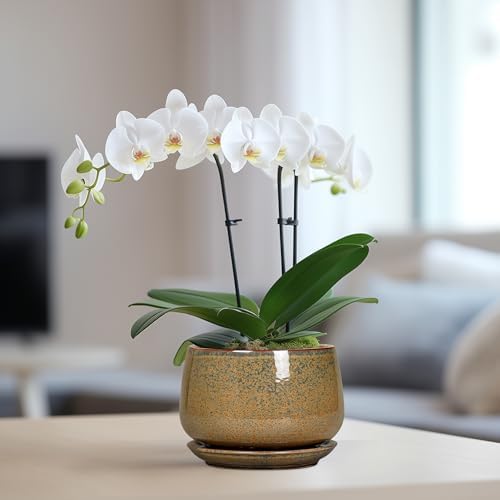 G EPGardening 6 Inch Plant Pot - Ceramic Succulent Pots with Drainage and Ceramic Tray, Round Planter for Indoor Outdoor Plants, Decorative Flower Pots, Home Decor, Gift for Women Men, Speckled Brown - Image 5