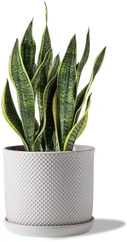 8 Inch Plant Pots: Ceramic Planter with Drainage Hole & Saucer - Flowerpot for Indoor & Outdoor Plants - Beaded Embossed Design White - with Separate Tray by Chubacoo