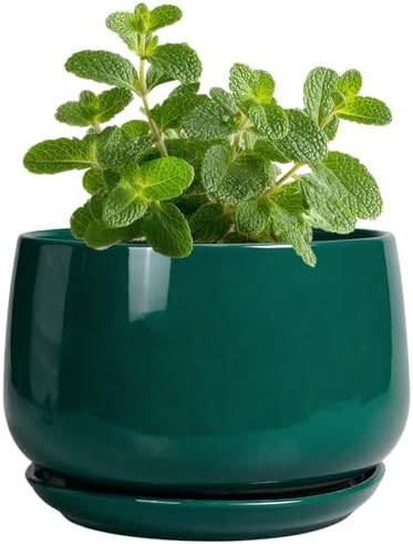 G EPGardening 4 inch Plant Pots - Small Ceramic Planter with Drainage Hole & Tray, Succulent Pots Indoor Outdoor, Round Modern Planter, Decorative Flower Pot, Desk Decor, Gifts for Plant Lover, Green by GEPGardening