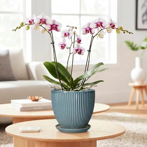 6 Inch Plant Pot Indoor, Ceramic Pots for Snake Succulent Plants, Decorative Round Flower Pots with Drainage Hole and Saucer, Modern Planter, Bookshelf Decor, Gifts for Men Women, Glaze Blue - Image 3