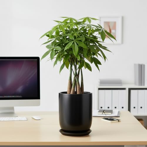 Ceramic Planter 8 Inch - Plant Pot for Indoor Outdoor Plants Cylinder Flower Pot with Drainage Hole and Saucer Black - Image 4