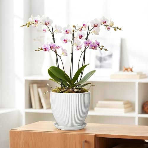8 Inch Plant Pot, Ceramic Planters for Indoor Plants, Round Pots for Plants with Drainage Hole and Saucer, Modern Decorative Flower Pots, Office Bedroom Decor, Gifts for Plant Lovers, White - Image 5