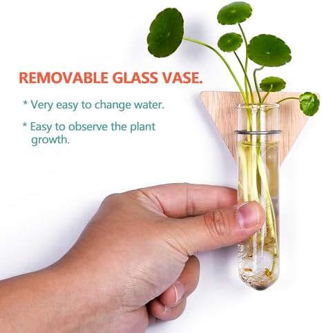 Wall Hanging Glass Planter Plant Propagation Station - Image 2