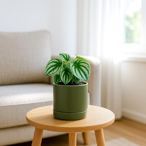 D'vine Dev 4.7 Inch Ceramic Planter Pot, Olive, 94-O-B-J - Image 5