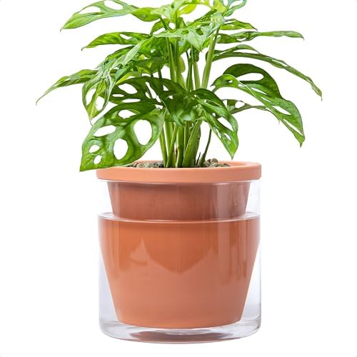 D'vine Dev Self Watering Terracotta Planter Pot, 6 in, 37-X-B-1 by DvineDevPlanterPotsandStand