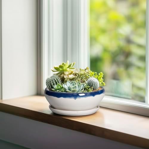 SQOWL Succulent Planters 6 Inch - Ceramic Bonsai Pots with Drainage Hole and Saucer, Round Shallow Planter for Indoor Plants, Ceramic Cactus Pot, Apartment Decor, Gifts for Women, Blue Off-White - Image 3