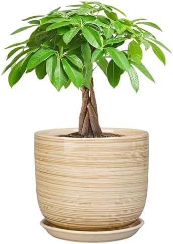 Ceramic Planter for Indoor Plants 7 Inch - Cylinder Modern Indoor Plant Pot with Drainage Hole and Saucer, Home Patio Office Bathroom Decor, Yellow by SUNPOTFOR