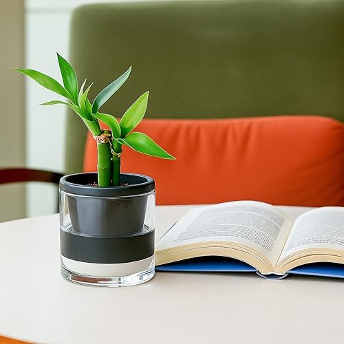 D'vine Dev Self-Watering Black Terracotta Planter, 4 in, 2-Pack, 37-Y-A-3 - Image 4