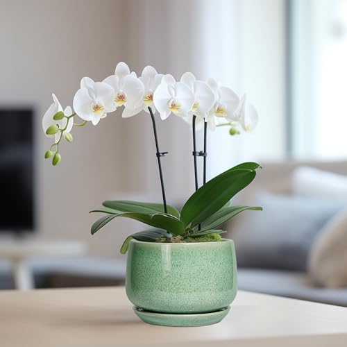 G EPGardening Ceramic Pots for Plants - 6 Inch Plant Pot with Drainage Hole and Saucer, Modern Ceramic Planter for Indoor Outdoor, Round Flower Planter, Gifts for Plants Lovers, Home Decor, Green - Image 5