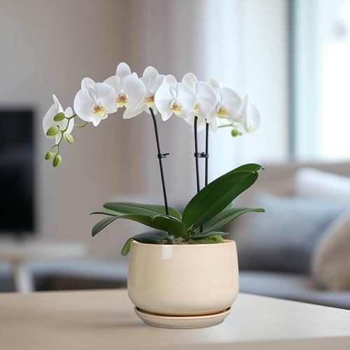 G EPGardening Ceramic Pot for Plants, 6 Inch Planter with Drainage, Beige - Image 5