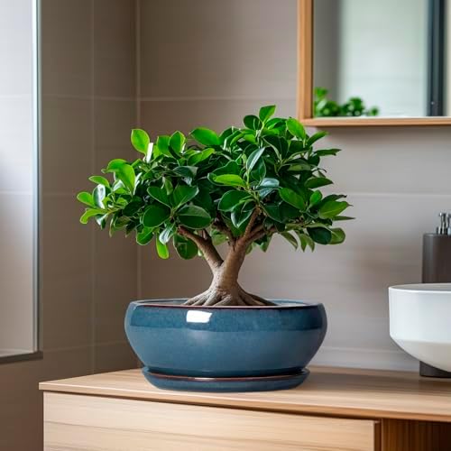 SQOWL Bonsai Pots - 8 Inch Ceramic Succulent Pots with Drainage Hole and Saucer, Round Shallow Planter for Indoor Outdoor Plants Flowers, Ceramic Planter Bowl, Room Decor, Gardening Gifts, Blue - Image 6