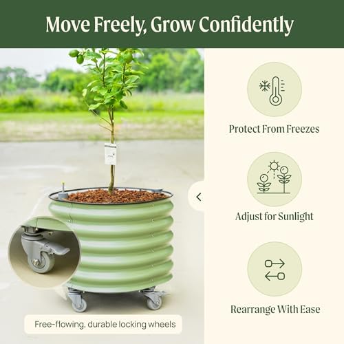 Rolling Citrus Tree Planter Gen 3, Self-Watering 24” Wide Round Large Plant Pots for Lemon Trees Tomatoes Flowers, Raised Garden Beds with Wheels for Outdoor Patio Porch, 30 Gallon, Modern Gray - Image 4