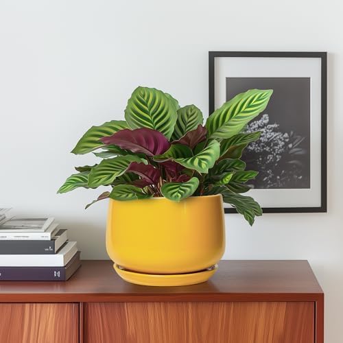 G EPGardening Ceramic Plant Pot - 6 Inch Ceramic Planter with Drainage Hole and Tray, Modern Round Planter, Flower Pot for Indoor Outdoor Plants, Plants Lovers Gifts, House Garden Decor, Yellow - Image 2