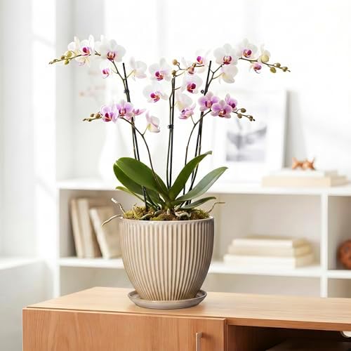 8 Inch Pots for Plants, Ceramic Planter with Drainage Hole and Saucer, Decorative Indoor Plant Pots for Snake Plants, Modern Round Flower Pot, Office House Decor, Gardening Gifts, Beige - Image 5