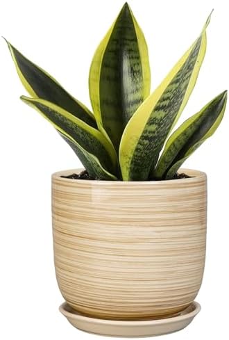 Ceramic Plant Pot 5 Inch - Modern Round Succulent Planter for Indoor Plants with Drainage Hole and Saucer, Office Home Room House Decor, Yellow by SUNPOTFOR
