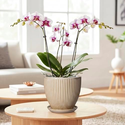 Ceramic Plant Pot, 6 Inch Succulent Pots with Drainage Hole and Saucer, Decorative Pot for Indoor Plants, Modern Indoor Flower Pots, Round Planter, Bedroom Decor, Plant Lover Gifts, Beige - Image 3