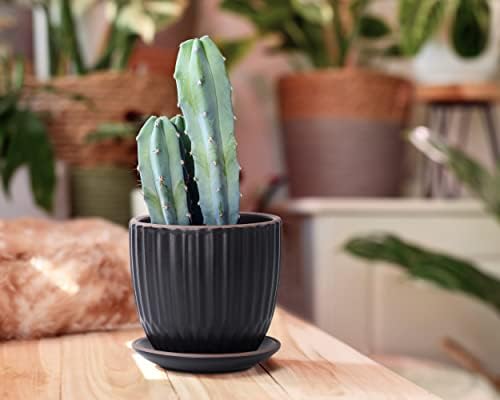 D'vine Dev 2-Pack Stoneware Planter Pots, 4.5/5.8 in, Black, 99-D-2 - Image 7