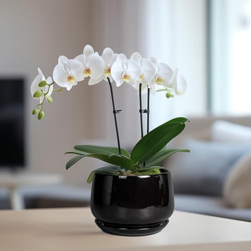 G EPGardening 6 Inch Planter, Ceramic Pot for Plants, Black - Image 5