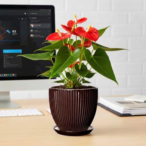 6 Inch Planter, Ceramic Plant Pots Indoor with Drainage Hole and Saucer, Round Flower Orchid Pots for Indoor Plants, Succulent Pot, Small Modern Planter, Bathroom Decor, Brown - Image 6
