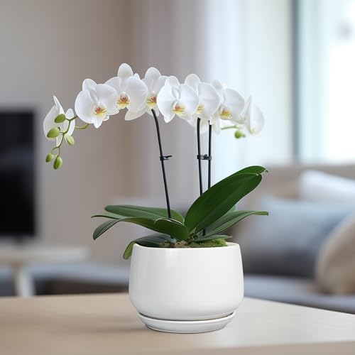 G EPGardening Ceramic Pots for Plants - 6 Inch Planter for Indoor Plants, Flower Pots with Drainage and Ceramic Tray, Modern Office Decor, Gifts for Plant Lovers, White - Image 5