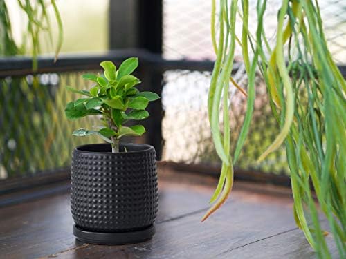 D'vine Dev Beaded Ceramic Pot with Saucer, 4 in, Ebony Matte, 27-C-Z-6 - Image 6