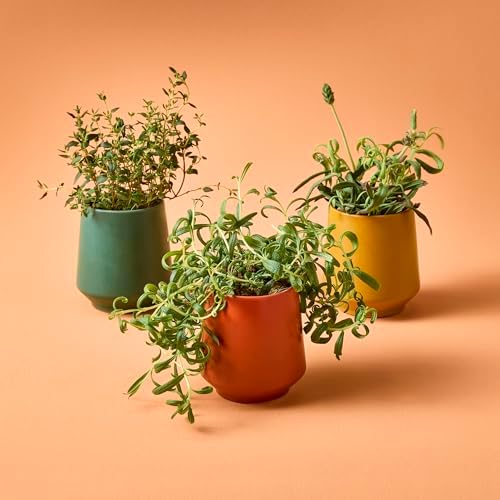 Modern Sprout - 2 in 1 Scented Candles w/Seeds that Grow into Plants -3 pk - Image 2