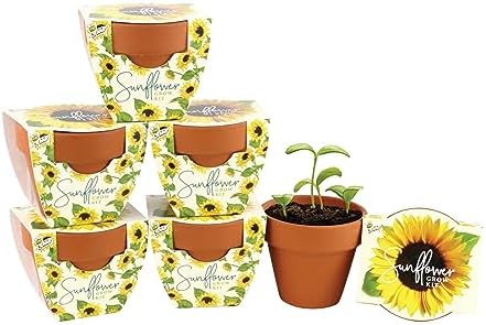 BUZZY Seeds Sunflower Grow Kit 6-Pack, Mini Terracotta Pots, Indoor Garden by BUZZY