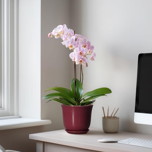 Ceramic Pots for Plants - 5.6 Inch Plant Pot for Indoor Outdoor, Round Succulent Orchid Pot with Drainage Hole and Saucer, Modern Small Planter, Window Office Desk Decor, Teacher Gifts, Red - Image 3