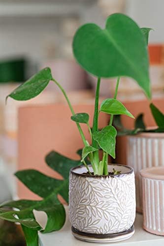 D'vine Dev Embossed Leaves Ceramic Planter, 4 in, Smoked White, 27-A-Z-1 - Image 6