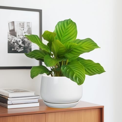 G EPGardening Ceramic Pots for Plants - 7 Inch Planter for Indoor Plants, Round Flower Pots with Drainage and Saucer, Modern Outdoor Planter, Garden Decor, Home Gifts, White - Image 5