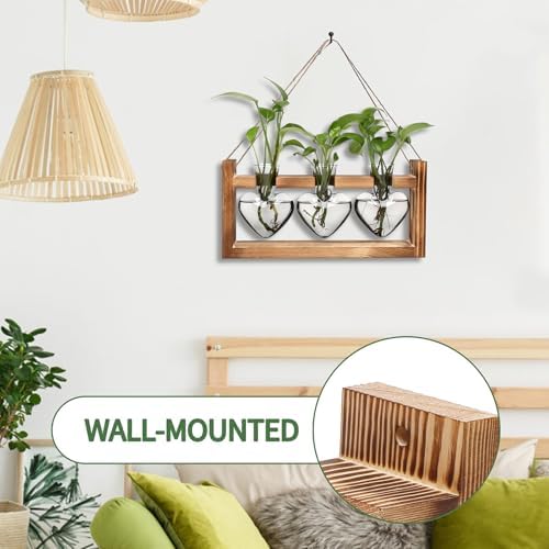 Plant Terrarium Propagation Stations Hydroponics - Image 3