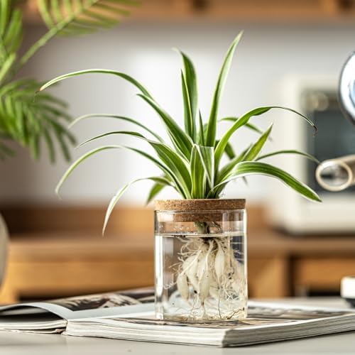 Glass Plant Propagation Stations for Plants – Set of 4(2 Large & 2 Small) Hydroponic Vases for Plant Cuttings,Flower Arrangements, Home & Office Decor–Desktop Vases for Living Room, Bedroom (4) - Image 4