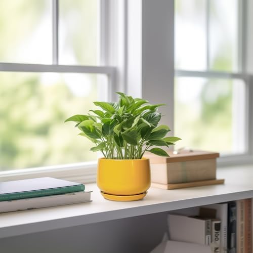 G EPGardening 4 Inch Ceramic Planter - Succulent Pots for Plants Indoor Outdoor, Small Plant Pots with Drainage Hole & Saucer, Round Planter, Modern Flower Pot, Home Decor, Plant Lover Gift, Yellow - Image 6