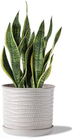 8 Inch Ceramic Plant Pot with Drainage Hole & Separate Saucer by Chubacoo