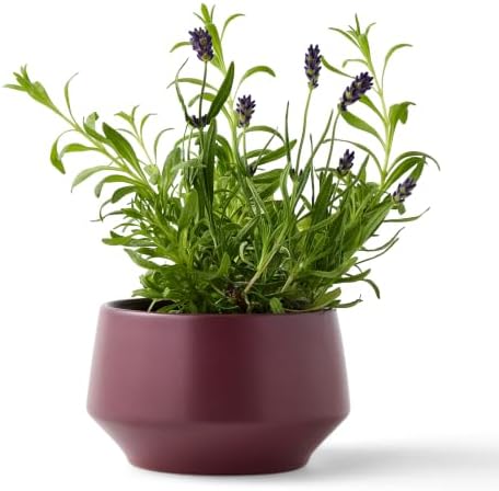 Modern Sprout Soy Candle Planter - Grows Lavender - Image 4