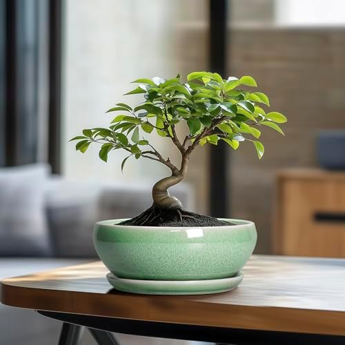 SQOWL Bonsai Planter - 8 Inch Ceramic Succulent Planters for Indoor Plants Outdoor, Shallow Round Planter with Drainage Hole and Saucer, Ceramic Bowl Planters, Home Decor, Birthday Gifts, Green - Image 3