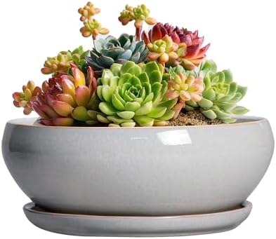 SQOWL Succulent Planters 6 Inch - Ceramic Bonsai Pots with Drainage Hole and Saucer, Shallow Planter for Indoor Plants Outdoor, Round Ceramic Pots for Plants Cactus, Room Decor, Garden Gifts, Gray by SQOWL