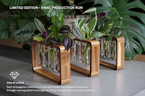 Source & Plot Plant Propagation Station - Acacia Wood Stand with 4 Glass Test Tubes, Tabletop Hydroponic Terrarium Planter Rack for Rooting & Houseplant Decor, Gift for Plant Lovers - Image 2