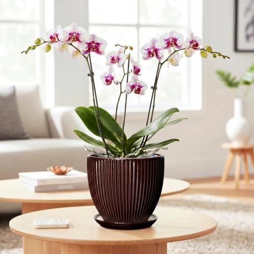 6 Inch Planter, Ceramic Plant Pots Indoor with Drainage Hole and Saucer, Round Flower Orchid Pots for Indoor Plants, Succulent Pot, Small Modern Planter, Bathroom Decor, Brown - Image 3