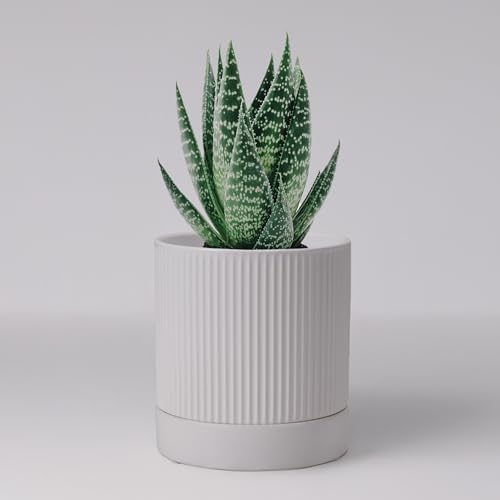 HERDUK Small Plant Pots, 4 Inch Pots for Indoor Plants, Modern Minimalist Ceramic Plant Pots with Drainage Hole & Saucer, White Set of 2 by Herduk