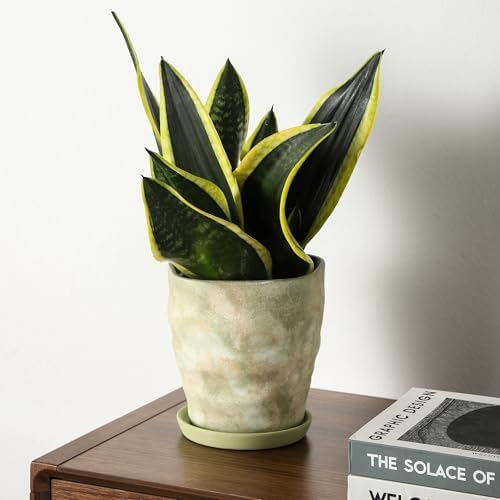 6 Inch Ceramic Planter Set of 2 with Drainage Hole and Saucer for Plants, Indoor-Outdoor Large Irregular Succulent Orchid Flower Pot- Cement Paint, Inner-pots not Larger Than 5 Inch - Image 5