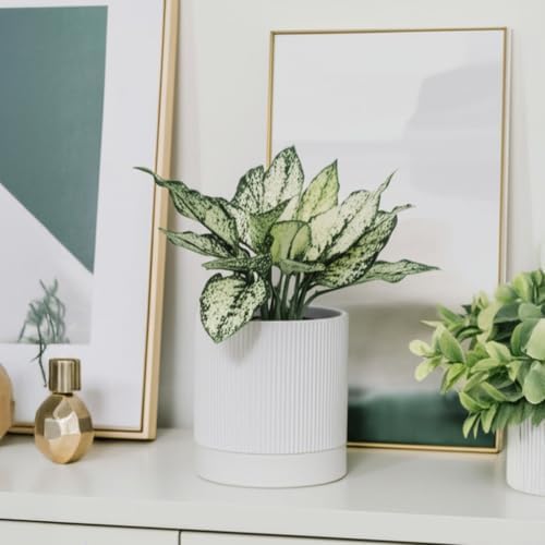 HERDUK 6 Inch Ceramic Plant Pot with Drainage & Saucer - Indoor Planter for Succulents, Cacti & Aloe Vera - Striped Design, High-Temp Fired Clay, Lightweight Modern Decor White - Image 4