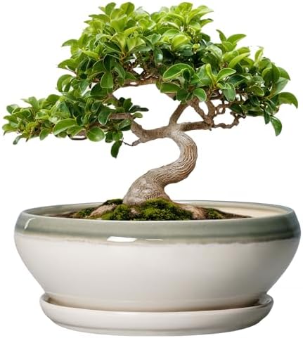 SQOWL Bonsai Tree Pots - 8 Inch Ceramic Succulent Pots with Drainage Hole and Saucer, Shallow Round Planter Indoor Outdoor, Ceramic Bonsai Pot, Planter Bowl, House Decor, Plant Lover Gift, Gray-Beige by SQOWL