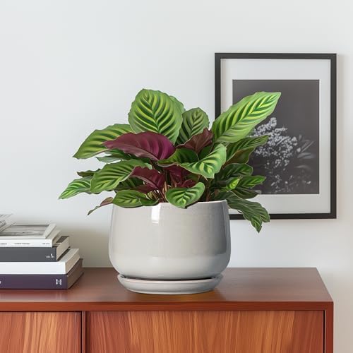 G EPGardening Ceramic Pots for Plants - 6 Inch Plant Pot with Drainage and Ceramic Tray, Modern Succulent Pots, Round Planters for Indoor Plants, Living Room Decor, Gifts for Plant Lovers, Light Grey - Image 2