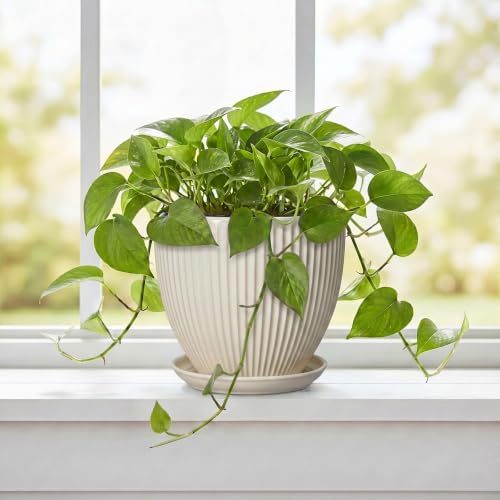6 Inch Planter, Ceramic Pots for Plants Indoor, Decorative Plant Pots with Drainage Hole and Saucer, Round Flower Pot, Modern Small Planter, Office Decor, Gifts for Plant Lovers, Cream White - Image 5