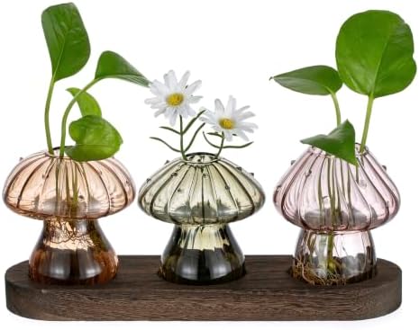 Glasseam Mushroom Plant Propagation Station: 3 Pcs Glass Terrarium Jar by Glasseam