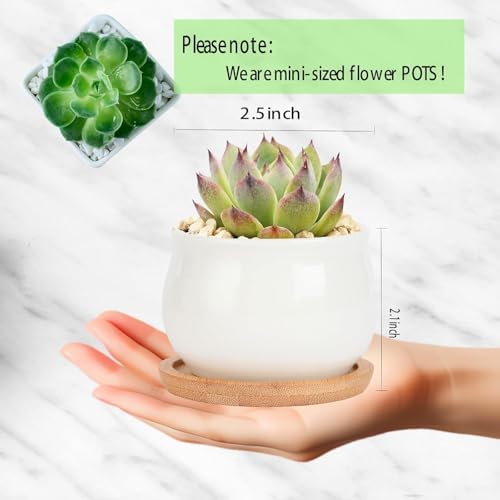 SHECIPIN 24 Pcs 2.5 Inch Small Succulent Pots with Drainage & Bamboo Trays - Assorted Small Succulent Planters Bulk for Home Office Garden Decor - Image 2